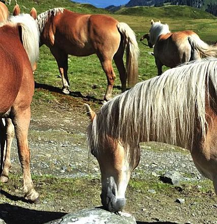 Sintersbacher Hochalm from Elisabeth Leitner
