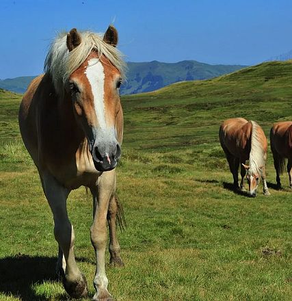 Sintersbacher Hochalm from Elisabeth Leitner