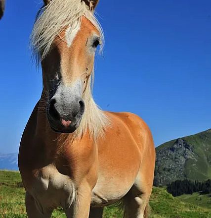 Sintersbacher Hochalm from Elisabeth Leitner