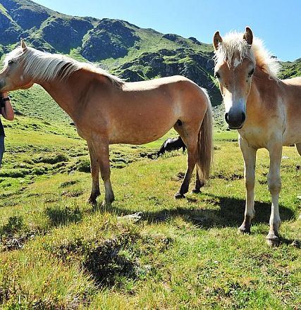 Sintersbacher Hochalm from Elisabeth Leitner