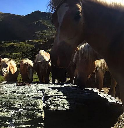 Sintersbacher Hochalm from Elisabeth Leitner