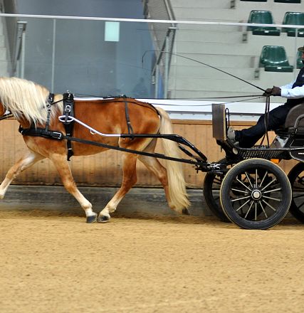 2026-hlp-haflinger-fahren-almwirt-12-1