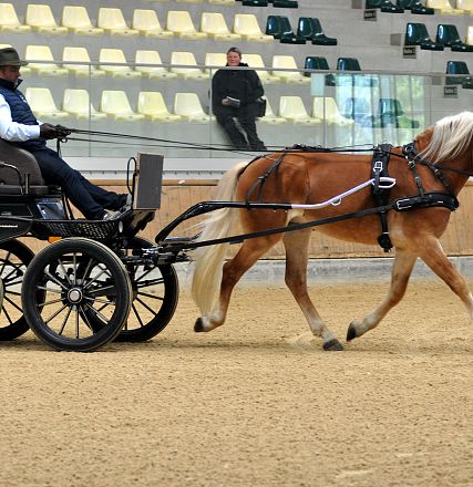 2026-hlp-haflinger-fahren-almwirt-4-1