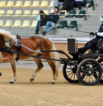 2026-hlp-haflinger-fahren-almwirt-9-1