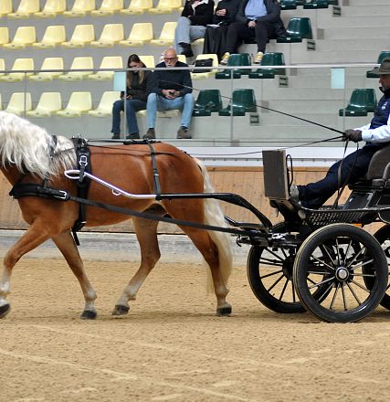 2026-hlp-haflinger-fahren-sinclair-3-1