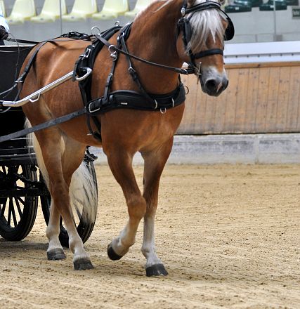 2026-hlp-haflinger-fahren-waldkoenig-11-1