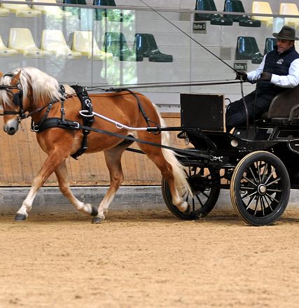 2026-hlp-haflinger-fahren-waldkoenig-16-1