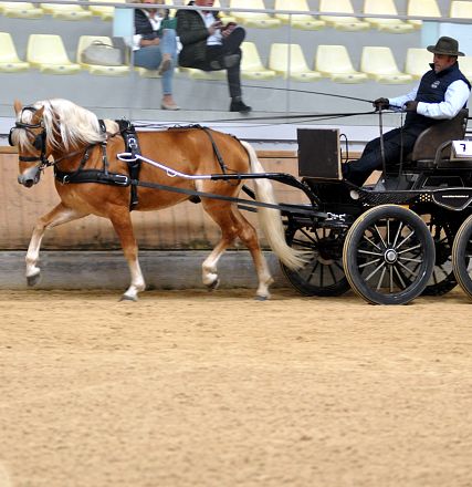 2026-hlp-haflinger-fahren-waldkoenig-17-1