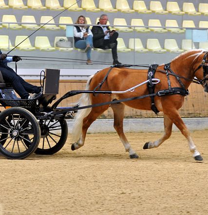 2026-hlp-haflinger-fahren-waldkoenig-2-1