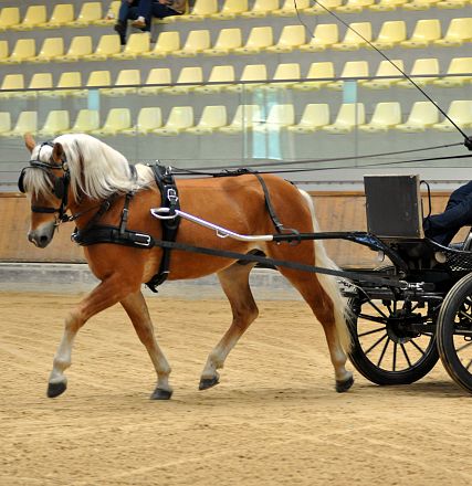 2026-hlp-haflinger-fahren-waldkoenig-8-1