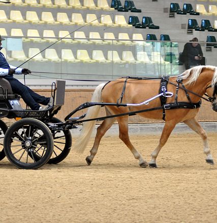 2026-hlp-haflinger-fahren-wimbledon-2-1