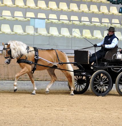 2026-hlp-haflinger-fahren-wimbledon-8-1