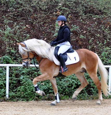 2026-hlp-haflinger-reiten-almwirt-1-1