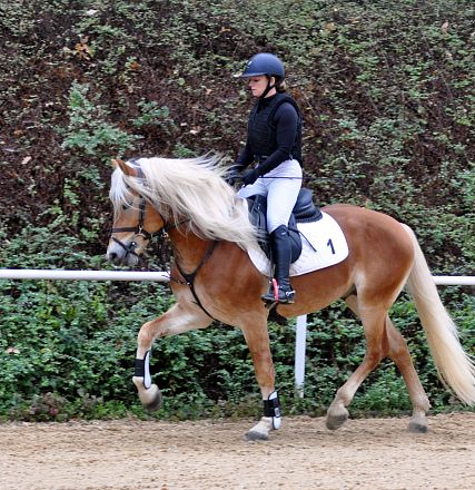 2026-hlp-haflinger-reiten-almwirt-2-1