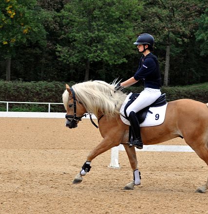 2026-hlp-haflinger-reiten-wimbledon-1-1