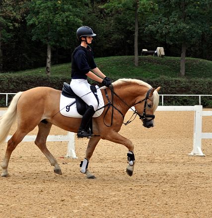 2026-hlp-haflinger-reiten-wimbledon-trab-1