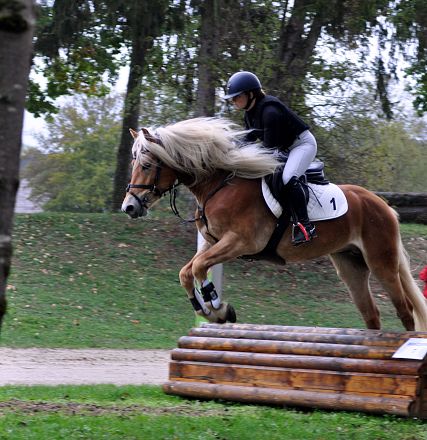 2026-hlp-haflinger-springen-almwirt-1