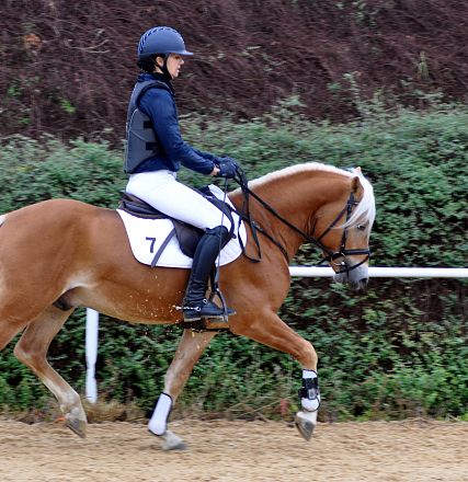 2026-hlp-haflinger-waldkoenig-reiten-1-2