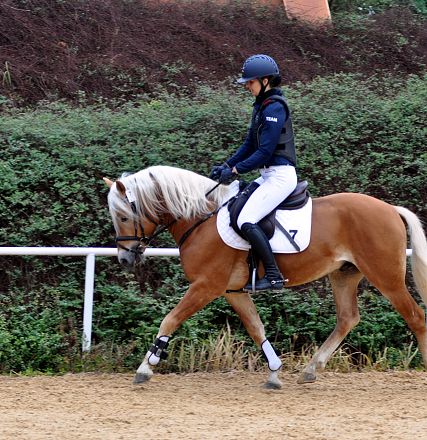 2026-hlp-haflinger-waldkoenig-reiten-1