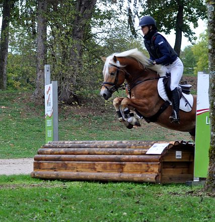 2026-hlp-haflinger-waldkoenig-springen-1