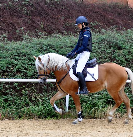 2026-hlp-haflinger-waldkoenig-trab-1