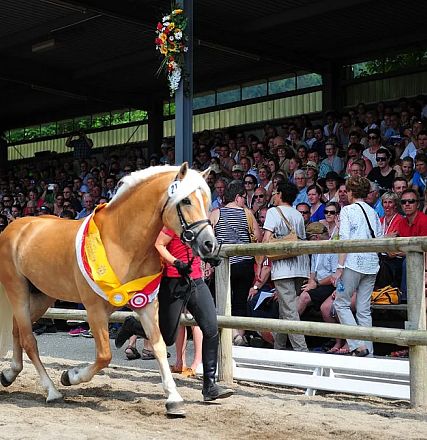 Weltsieger Hengst Stainz © Christian Kapfinger