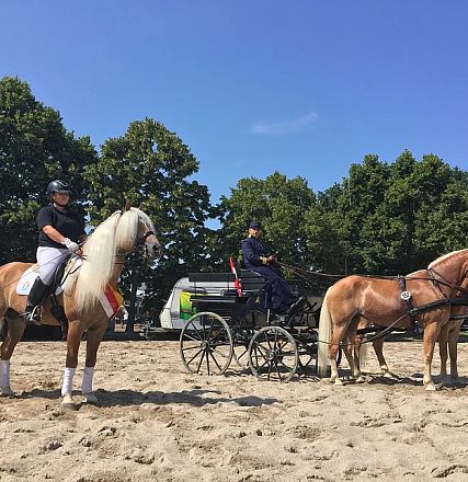 Eine Person auf einem Pferd und eine zweispännige Pferdekutsche in einem Sandbereich, umgeben von Bäumen. Der Himmel ist klar und blau.