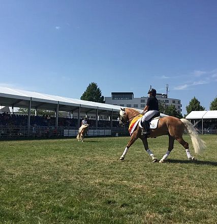 Pferde und Reiter präsentieren sich auf einem Wettkampfplatz unter freiem Himmel mit Zuschauern auf Tribünen. Der Himmel ist klar und sonnig.