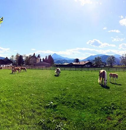 Grüne Wiese mit grasenden Kühen und Bäumen im Vordergrund. Im Hintergrund sind Berge und ein paar Bauernhöfe unter einem strahlend blauen Himmel zu sehen.