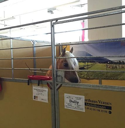 Ein Pferd schaut über die Tür einer Box in einem Stall oder einer Messehalle. Die Umgebung wirkt hell erleuchtet, mit roten Futtereimern an der Box.