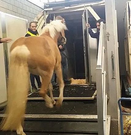 Ein braunes Pferd mit heller Mähne betritt vorsichtig einen Pferdetransporter, geleitet von mehreren Personen in Sicherheitskleidung.