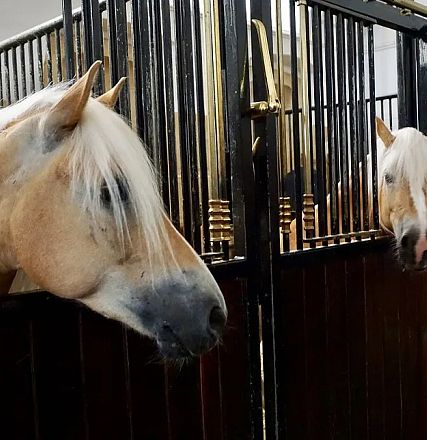 Zwei blonde Pferde mit langen Mähnen schauen aus ihren Stallboxen. Die Boxen haben dunkle Holzwände und goldene Details. Die Szene wirkt ruhig und gepflegt.
