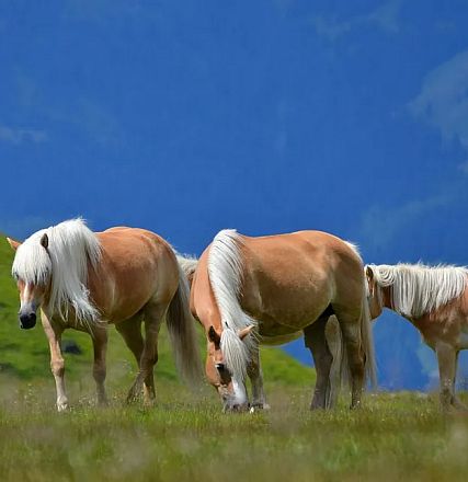 Alexandra and Rainer Nutz