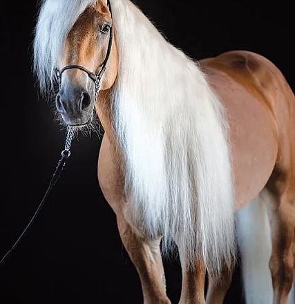 A chestnut horse with a long, flowing white mane stands against a dark background. The horse is wearing a bridle, and its coat looks shiny and well-groomed.