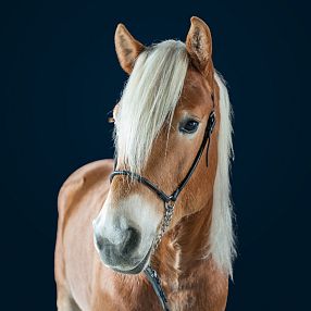3jähriger Hengst Hengstkörung 2026 Fohlenhof Ebbs