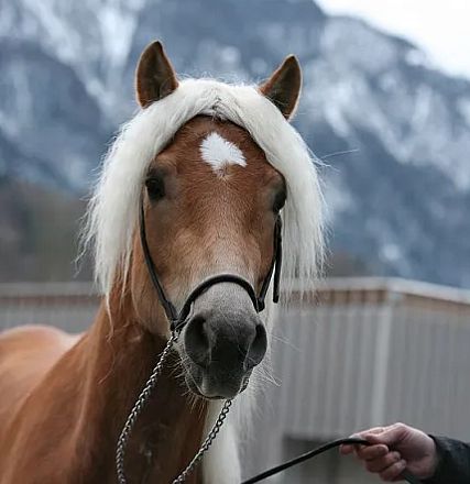 Ein braunes Pferd mit weißer Mähne und einem weißen Fleck auf der Stirn steht vor einem verschneiten Bergpanorama und einem Zaun im Hintergrund.