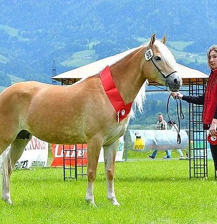 Eine Frau in roter Weste präsentiert ein gut gepflegtes, hellbraunes Pferd mit rotem Halfter auf einer Wiese vor einer Bergkulisse.