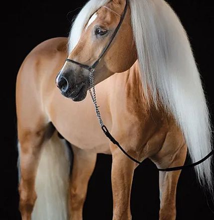 A chestnut-colored horse with a sleek coat and a long, flowing white mane stands against a black background, showcasing elegance and grace.