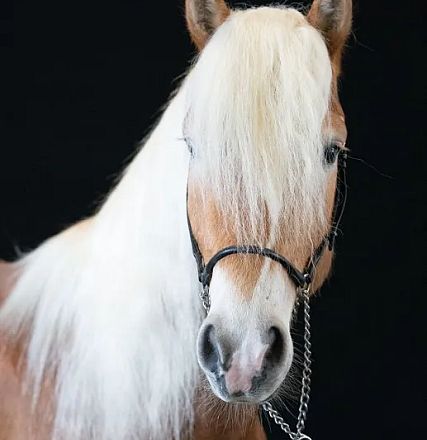 Nahaufnahme eines braunen Pferdes mit blonder Mähne und schwarzem Halfter vor einem schwarzen Hintergrund.