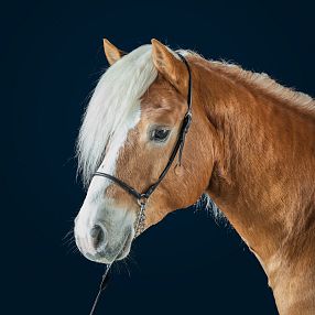 3jähriger Hengst Hengstkörung 2026 Fohlenhof Ebbs