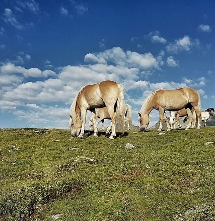 Christoph and Paul Dornauer from Brandberg Zillertal