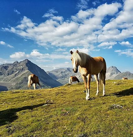 Christoph and Paul Dornauer from Brandberg Zillertal