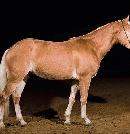 Ein braunes Pferd mit weißer Mähne und Beinen steht in einem dunklen Raum auf sandigem Boden, geführt von einer Person, die teilweise sichtbar ist.