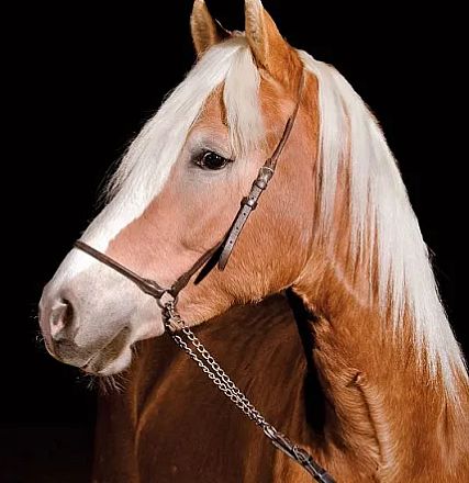 Ein schöner Haflinger mit dichtem, weißem Langhaar und einem braunen Fell steht vor einem schwarzen Hintergrund. Der Pferdekopf ist in Profilansicht.