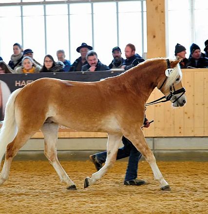 Ein blondes Pferd mit weißer Mähne wird in einer Arena vor einem Publikum vorgeführt. Zuschauer sitzen auf einer Holztribüne im Hintergrund.