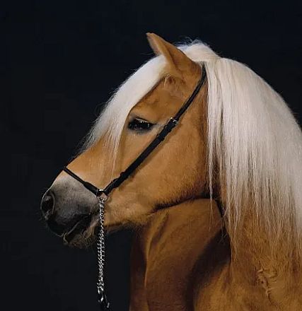 Profil eines schönen braunen Pferdes mit langem, hellem Mähnenhaar und schwarzem Zaumzeug vor einem dunklen Hintergrund.