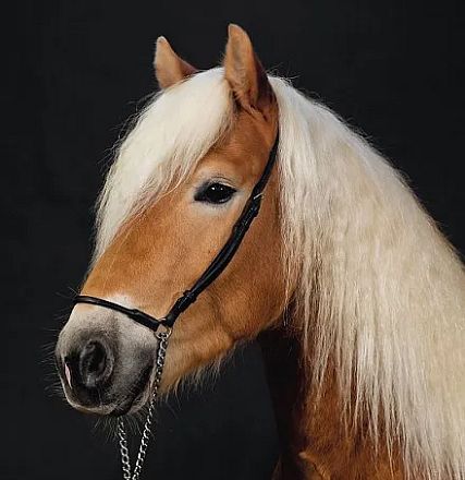 Ein Haflinger-Pferd mit blonder Mähne und bräunlichem Fell, steht im Profil vor einem dunklen Hintergrund. Das Tier trägt ein schlichtes, schwarzes Halfter.