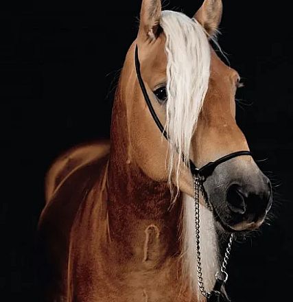 Ein schönes braunes Pferd mit einer langen, weißen Mähne trägt ein schwarzes Halfter. Der Hintergrund ist dunkel, wodurch das Pferd hervorsticht.