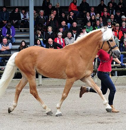 A light brown horse with a white mane is being led by a person in a red shirt during a public event, with a large audience seated in the background.