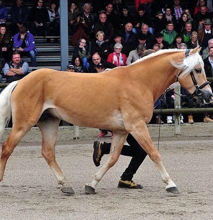 Ein hellbraunes Pferd mit einer weißen Mähne wird von einer Person auf einem Reitplatz vor einem Publikum geführt. Im Hintergrund sind Zuschauer auf Tribünen zu sehen.